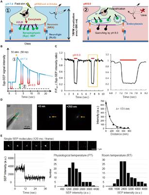 Live-cell imaging of endocytosed synaptophysin around individual hippocampal presynaptic active zones